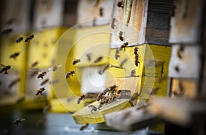 Bee hive - bee breeding Apis mellifera