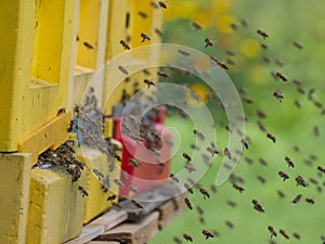 bee hive - bee breeding Apis mellifera