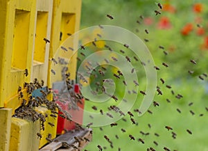 Bee hive - bee breeding Apis mellifera