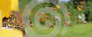 Bee hive - bee breeding Apis mellifera