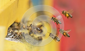 bee hive - bee breeding (Apis mellifera)