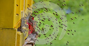 bee hive - bee breeding (Apis mellifera)