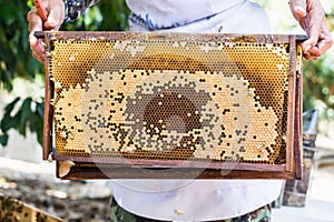 Bee hive or bee nest with farmer hand, harvest the honey bee in