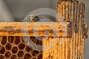 Bee