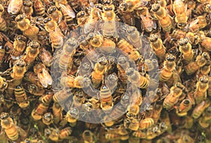 Bee Hive