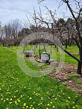 Bee Hive Boxes in pretty orchard