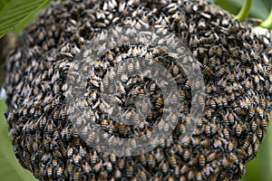 Bee hive on branch of tree in nature, Large honeycomb on the tree in tropical rain forest.