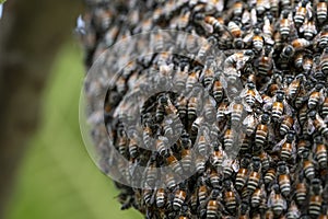 Bee hive on branch of tree in nature, Large honeycomb on the tree in tropical rain forest.