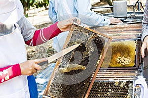 Bee hive cutting for honney harvest by knife with farmer background