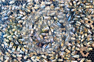 Bee hive detail