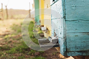 Bee hive detail close up. Bees are working