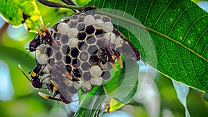 Bee hive hanging on green tree