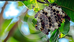 Bee hive hanging on the tree