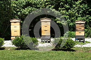 Bee Hive Honey Farm