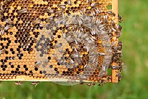 Bee Hive