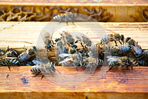 Bee hive inside the frame