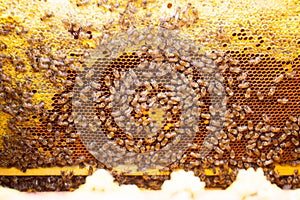 Bee hive inside the frame