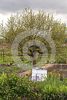 Bee hive next to a tree in country garden.