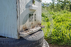 Bee Hive in plantation