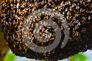 Bee Hive, Ranthambhore Tiger Reserve, Rajasthan