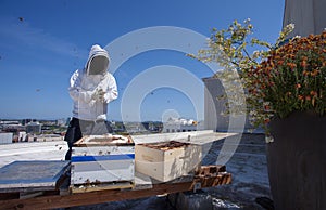 Bee hive on the roof