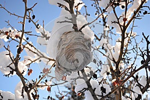 Bee hive on snowy crab apple tree in winter