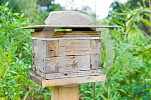 Bee hive without sting, JataÃÂ­ bee Tetragonisca angustula
