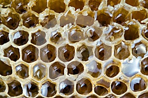 Bee hive texture with honey filled