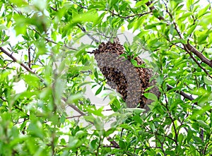 Bee hive in a tree