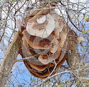 Miel de abeja en un árbol 