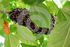 Bee hive on a tree branch in the forest