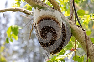 Bee hive on a tree in the park