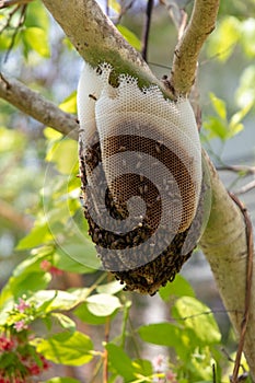 Bee hive on a tree in the park