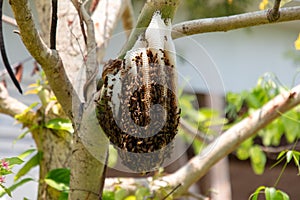 Bee hive on a tree in the park