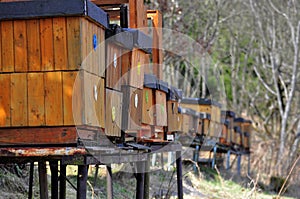 Bee hives