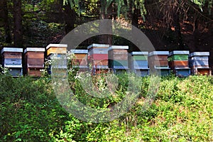 Bee hives photo