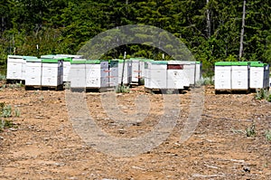 Bee hives