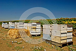 Bee Hives photo