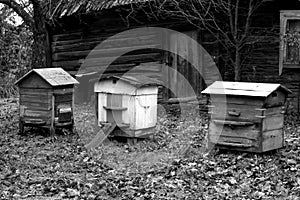 Bee hives in autumn season in black and white