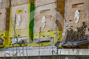 Bee hives - bee breeding Apis mellifera