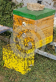 Bee hives - bee breeding Apis mellifera