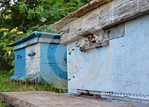 Bee Hives: Beekeeping. Swarm of honeybees coming and going around blue beehives in a bee farm.