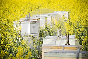 Bee Hives in Canola photo