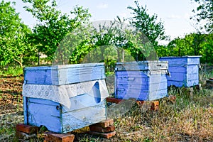 Bee hives
