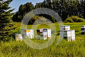 Bee hives in a field. Red Deer County,Alberta,Canada