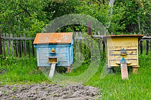 Bee hives in the garden. Apiculture concept, honey industry