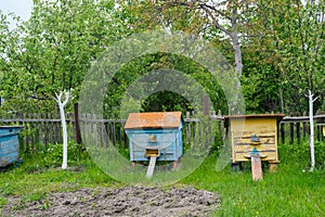 Bee hives in the garden. Apiculture concept, honey industry