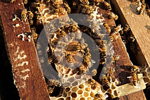 Bee hives in a garden