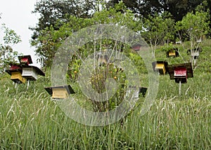 Bee hives in the garden