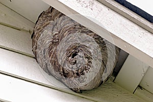 Bee Hives at Home photo